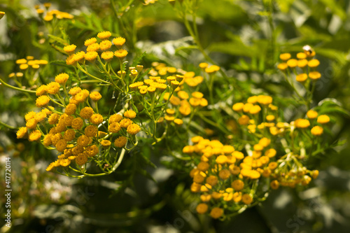 A medicinal plant with yellow flowers  tansy  blooms in the field in summer. Collection of useful wildflowers