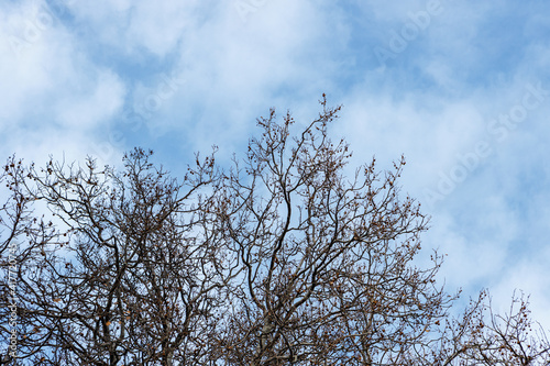 Branches of a sprawling tree against the sky.