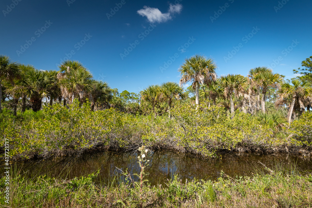 Obraz premium Beautiful winter tropical weather Floridian Landscape