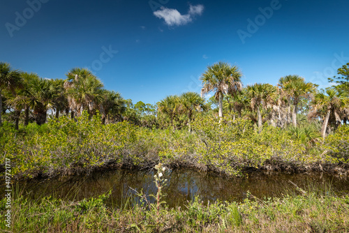 Beautiful winter tropical weather Floridian Landscape
