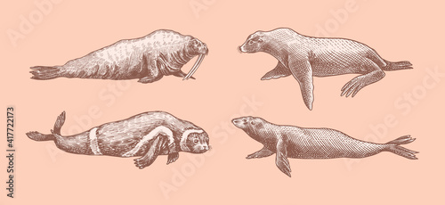 Fur seal, steller sea lion and walrus, ribbon and elephant, earless and harbor seal. Marine creatures, nautical animal or pinnipeds. Vintage retro signs. Doodle style. Hand drawn engraved sketch