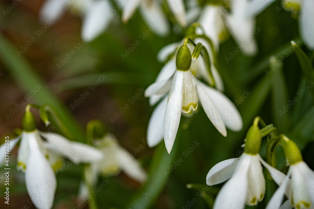 A close up of wild snowdrops growing in the Norfolk countryside A close up of wild snowdrops growing in the Norfolk countryside
