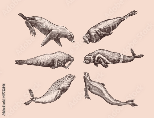 Fur seal, steller sea lion and walrus, ribbon and elephant, earless and harbor seal. Marine creatures, nautical animal or pinnipeds. Vintage retro signs. Doodle style. Hand drawn engraved sketch