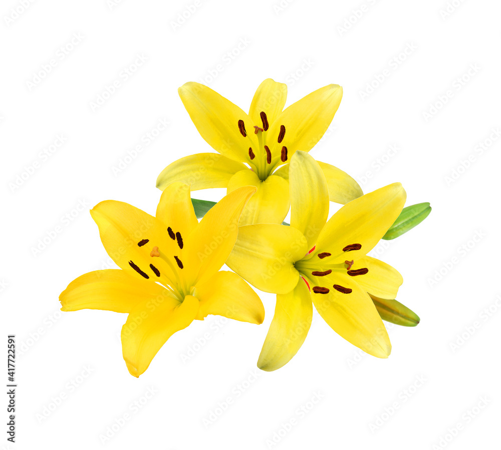 Beautiful Lily flower isolate on white Beautiful Lily flower isolate on white