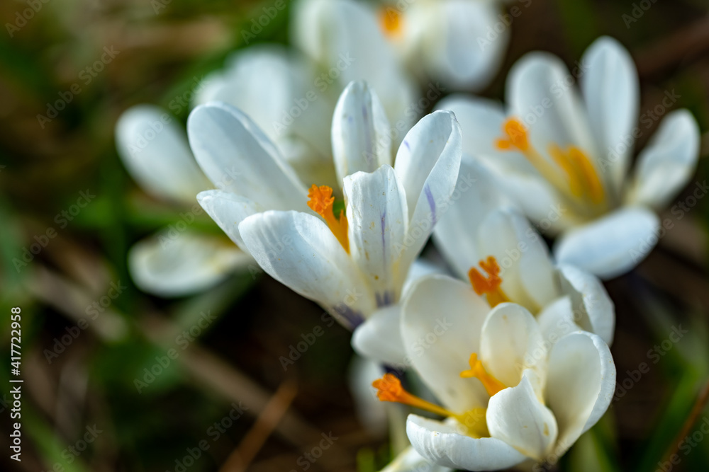 Fototapeta premium A close up of white crocus flowers growing wild in rural Norfolk