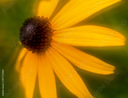Closeup selective focus bright yellow black eyed Susan the state flower of Maryland 