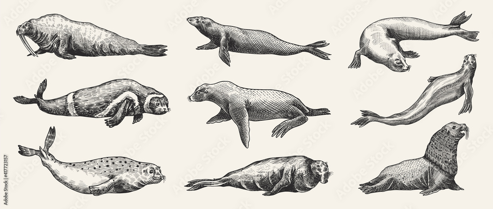 Fur seal, steller sea lion and walrus, ribbon and elephant, earless and harbor seal. Marine creatures, nautical animal or pinnipeds. Vintage retro signs. Doodle style. Hand drawn engraved sketch Fur seal, steller sea lion and walrus, ribbon and elephant, earless and harbor seal. Marine creatures, nautical animal or pinnipeds. Vintage retro signs. Doodle style. Hand drawn engraved sketch