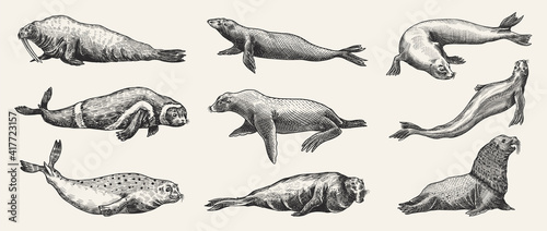 Fur seal, steller sea lion and walrus, ribbon and elephant, earless and harbor seal. Marine creatures, nautical animal or pinnipeds. Vintage retro signs. Doodle style. Hand drawn engraved sketch