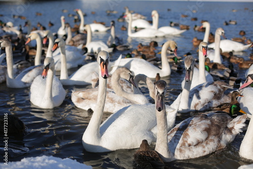 Many swans and ducks in winter on the reservoir near the shore
