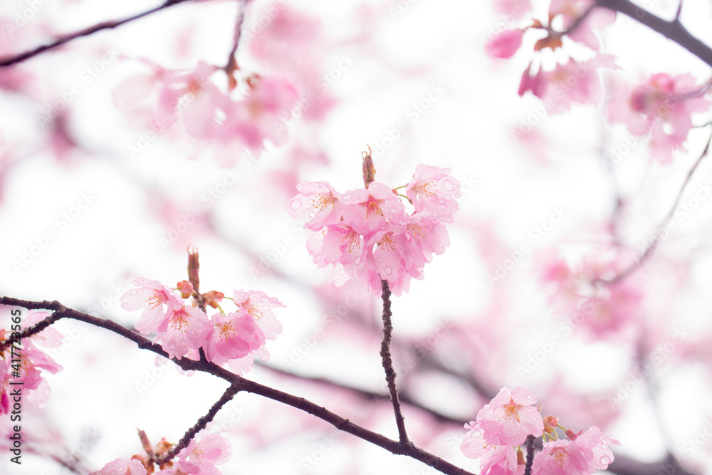 Spring pink cherry blossoms with rain drops in Washington DC Spring pink cherry blossoms with rain drops in Washington DC