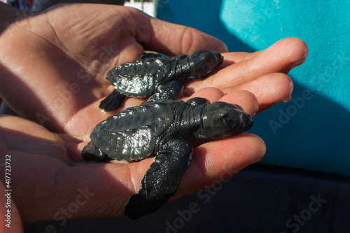 turtle on the palm photo