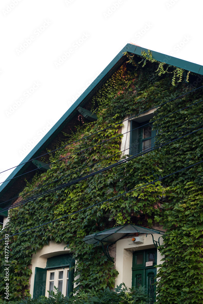 Residential building facade covered with ivy climbing the wall over the clear blue sky. Pitched roof. Residential building facade covered with ivy climbing the wall over the clear blue sky. Pitched roof.