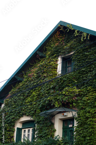 Residential building facade covered with ivy climbing the wall over the clear blue sky. Pitched roof.