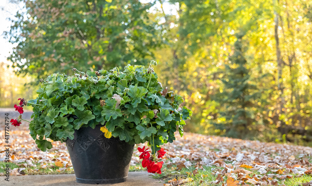 Flower pot with green plant leaves and last red blossoms in autumn, with leaves on the grass and trees turning to yellow. Flower pot with green plant leaves and last red blossoms in autumn, with leaves on the grass and trees turning to yellow.