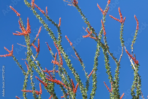 USA, California, Joshua Tree National Park. Close-up of ocotillo cactus against blue sky. photo