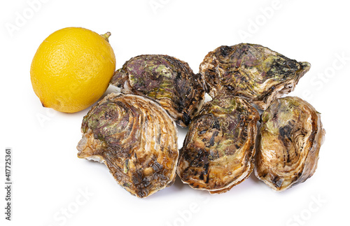 Isolated fresh oysters with a lemon