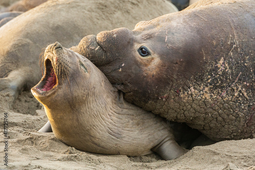 USA, California, Piedras Blancas. Male elephant seal gives love bite to female.