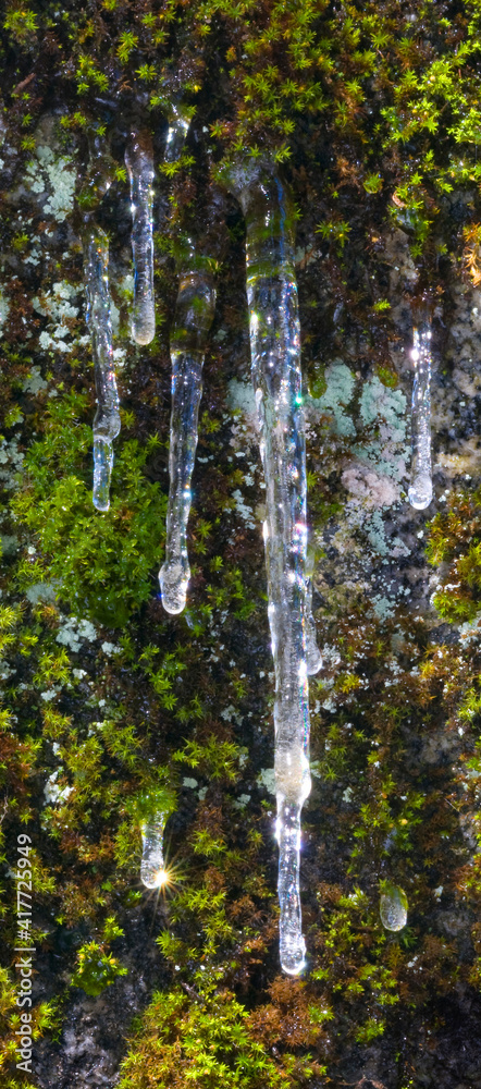 Obraz premium USA, California, Yosemite National Park. Icicles on moss.