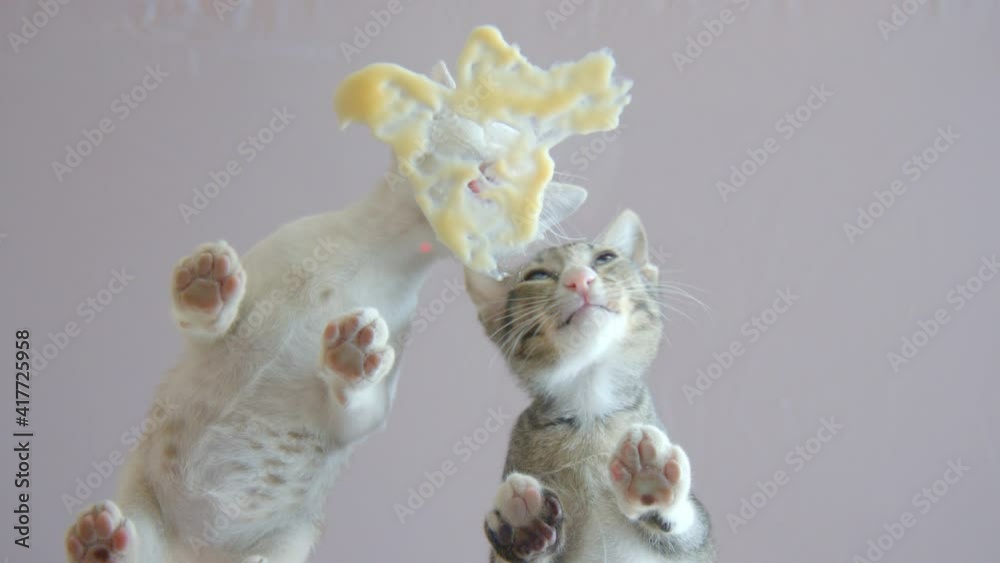 Medium shot low angle through glass tabletop – Two hungry fat kittens licking cat creamy snack from glass tabletop on white background. Medium shot low angle through glass tabletop – Two hungry fat kittens licking cat creamy snack from glass tabletop on white background.