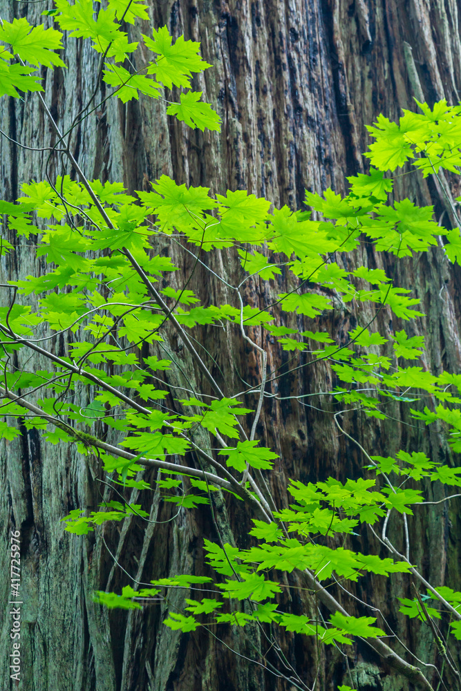 USA, California, Redwoods National Park. Redwood tree and foliage.