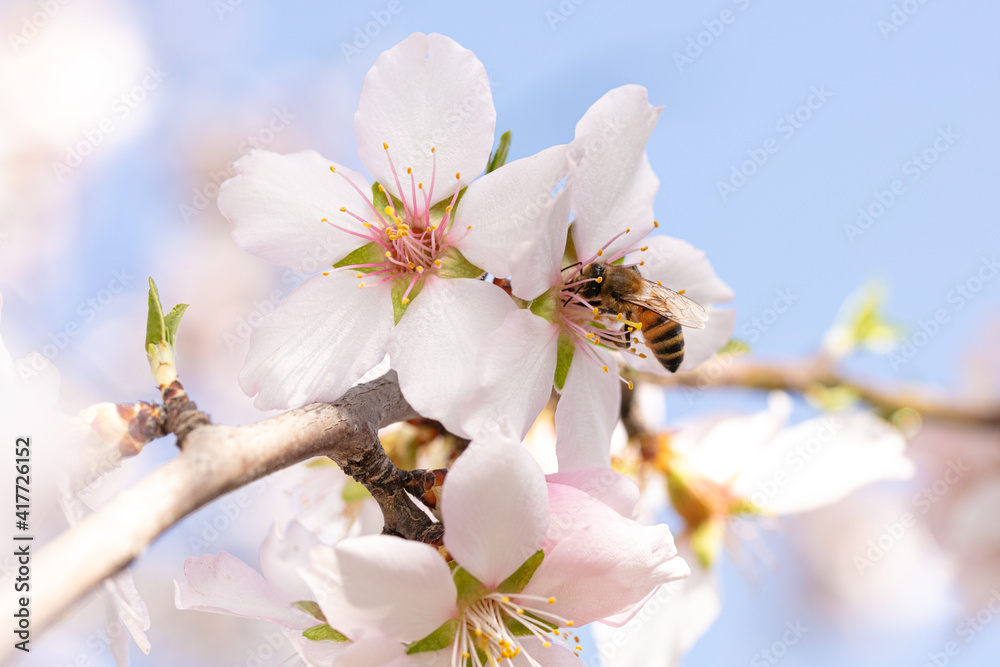 Ταπετσαρία Bee that gathers the white flowers of an almond tree