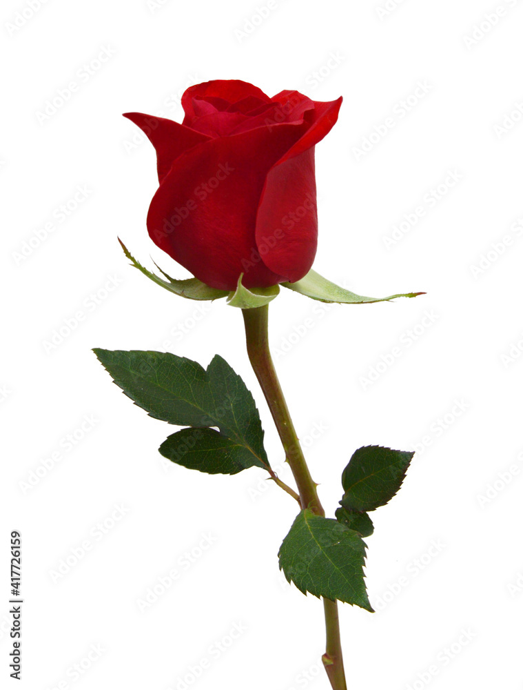 Obraz premium Bunch of rosy roses isolated on white 