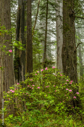 Fototapeta Naklejka Na Ścianę i Meble -  USA, California, Redwoods National Park. Rhododendrons in forest.