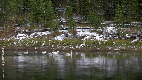 wide shot of trumpeter swan family swimming on the yellowstone river
