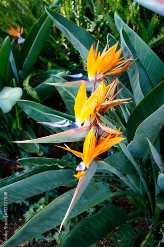 Tropical flowers ( Strelitzia ). Madeira island, Portugal