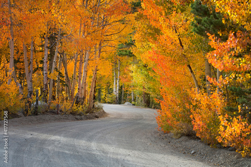 USA  California  Sierra Mountains. Dirt road through aspen trees in autumn.