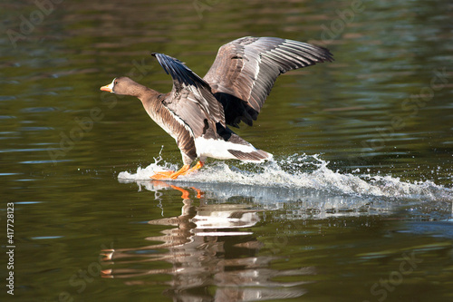 USA, California, San Diego. Goose landing in Lindo Lake. © Danita Delimont