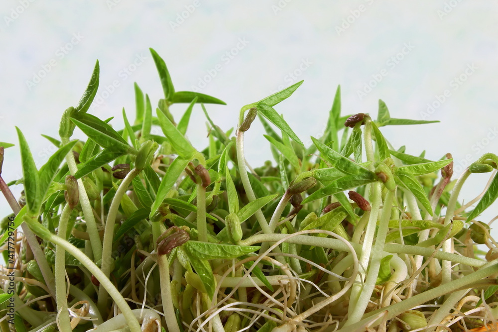 home grown fresh Sprouted mung beans or green gram beans home grown fresh Sprouted mung beans or green gram beans