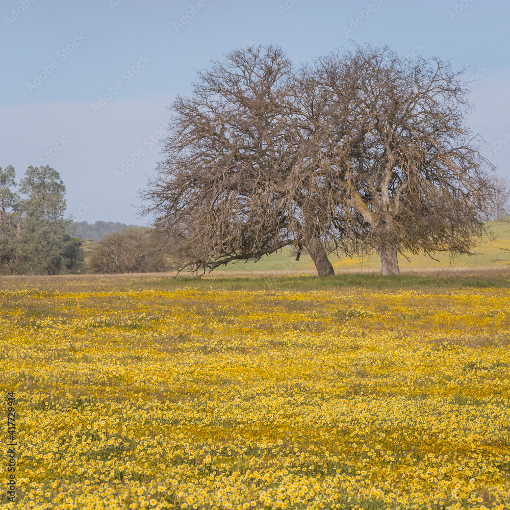 USA, California, Shell Creek Road. Field of tidy tip flowers and oak trees.