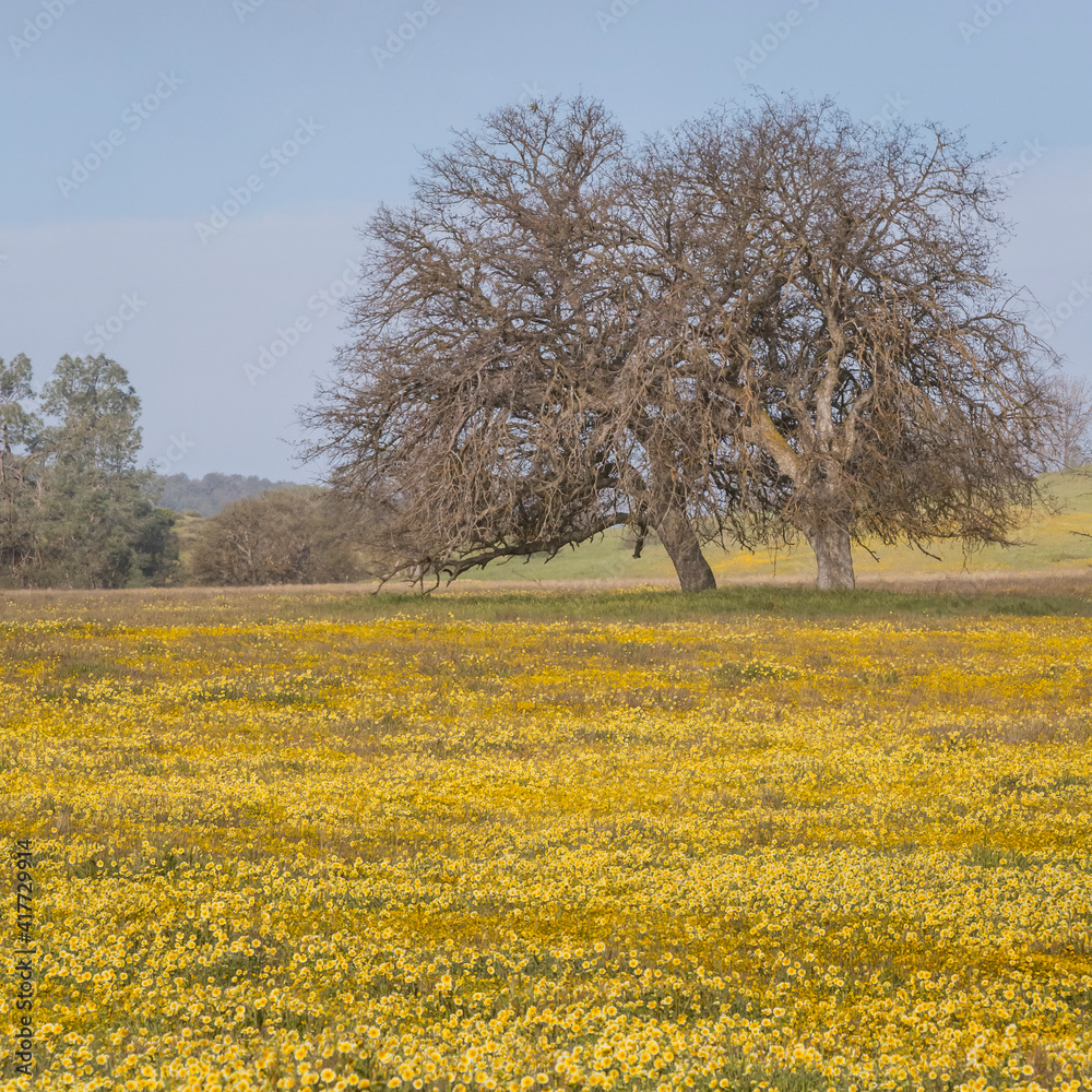 USA, California, Shell Creek Road. Field of tidy tip flowers and oak trees. USA, California, Shell Creek Road. Field of tidy tip flowers and oak trees.