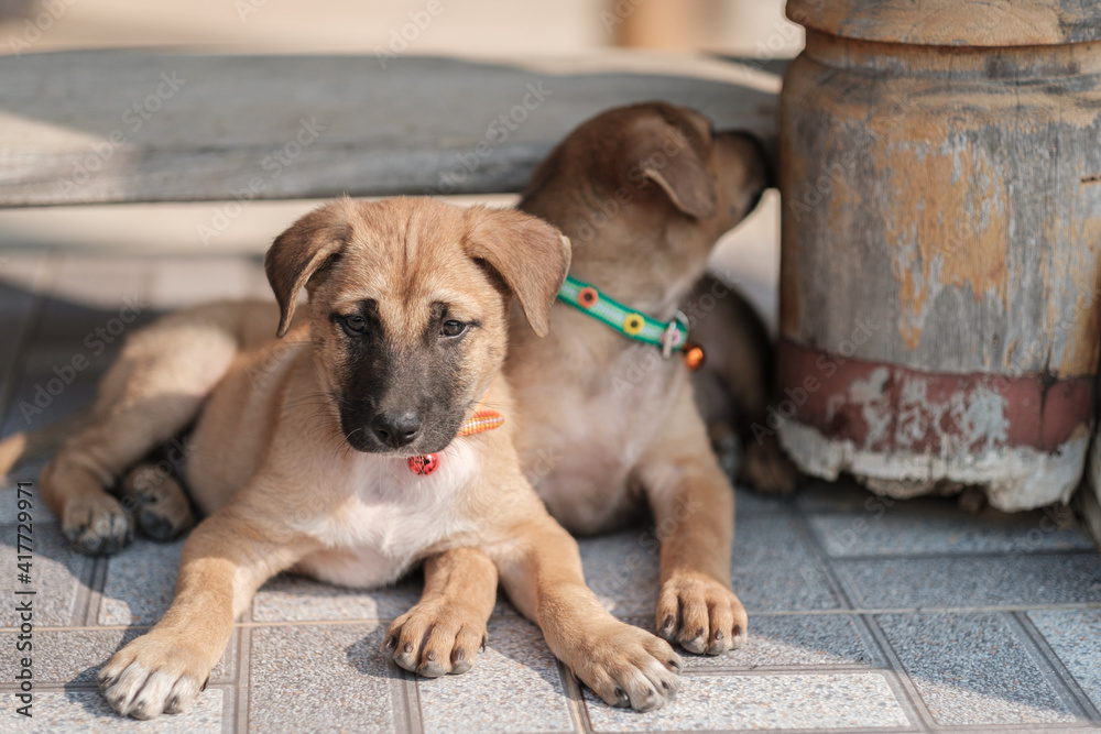 A stray dog is hungry on a roadside in northern Thailand.