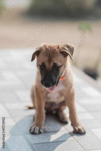 A stray dog is hungry on a roadside in northern Thailand.