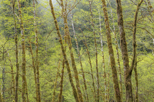 USA, California, Redwood National Park. Moss-covered alder trees.
