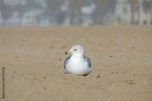 Seagull on the Santa Monica Beach. Los Angeles. CA