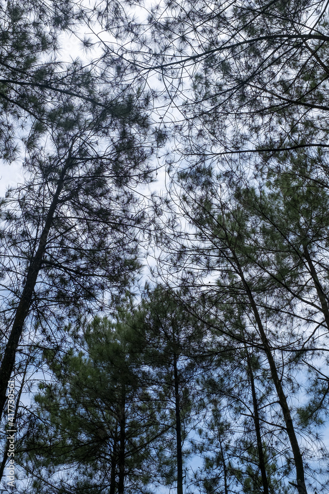 pine forest in Bantul Regency. Pine forest is one of the most popular tourist attractions pine forest in Bantul Regency. Pine forest is one of the most popular tourist attractions