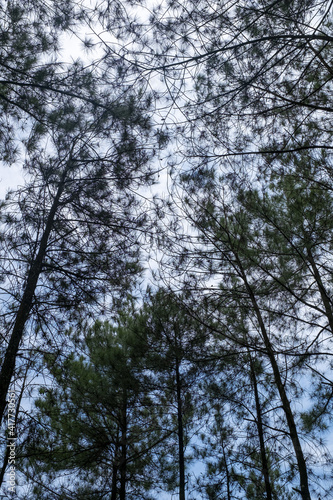 pine forest in Bantul Regency. Pine forest is one of the most popular tourist attractions