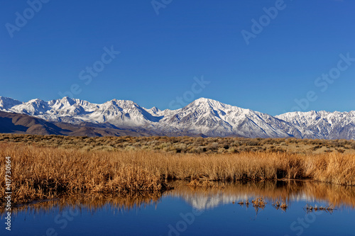USA, California, Owens Valley. Pond grasses and Sierra Nevada Mountains. © Danita Delimont