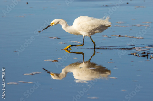 USA, California, San Luis Obispo County. Snowy egret reflects in ocean water. © Danita Delimont