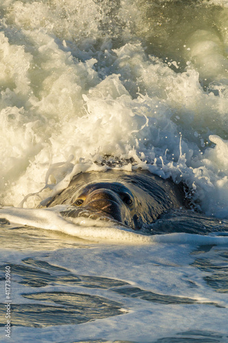Fototapeta Naklejka Na Ścianę i Meble -  USA, California, San Luis Obispo County. Northern elephant seal male and crashing wave.