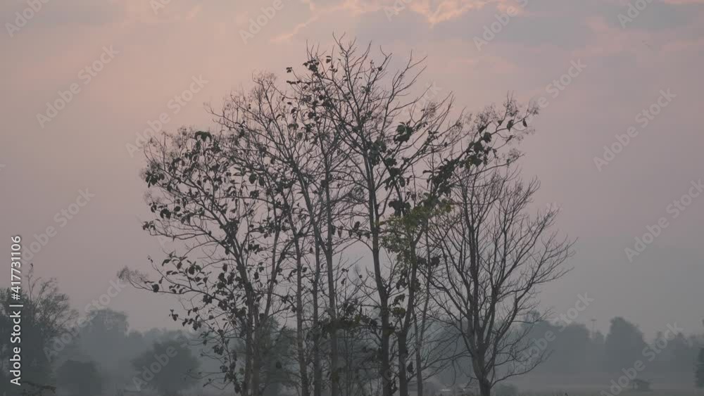 dry tree and branch in the moring, nature concept. dry tree and branch in the moring, nature concept.