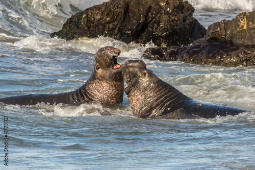 USA, California, San Luis Obispo County. Northern elephant seal males fighting in surf.