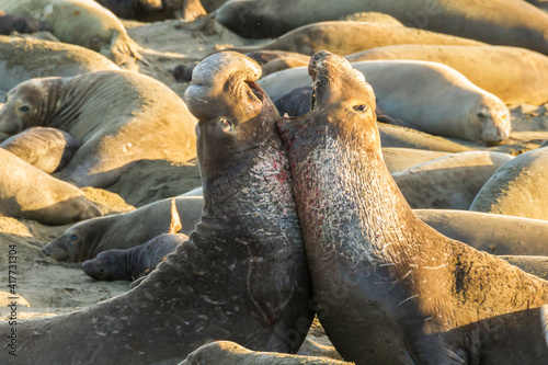 USA, California, San Luis Obispo County. Northern elephant seal males fighting.