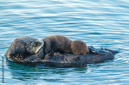 USA, California, San Luis Obispo County. Sea otter mom and pup.
