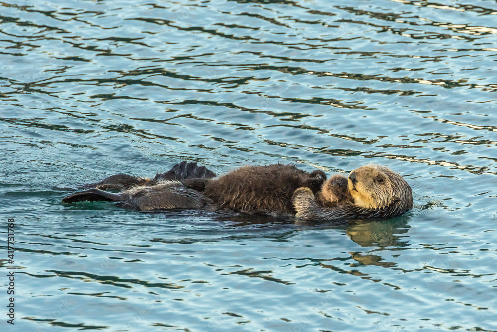 USA, California, San Luis Obispo County. Sea otter mom and pup. USA, California, San Luis Obispo County. Sea otter mom and pup.