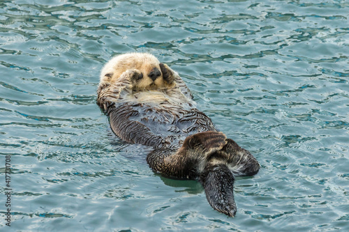 USA, California, San Luis Obispo County. Sea otter sleeping.
