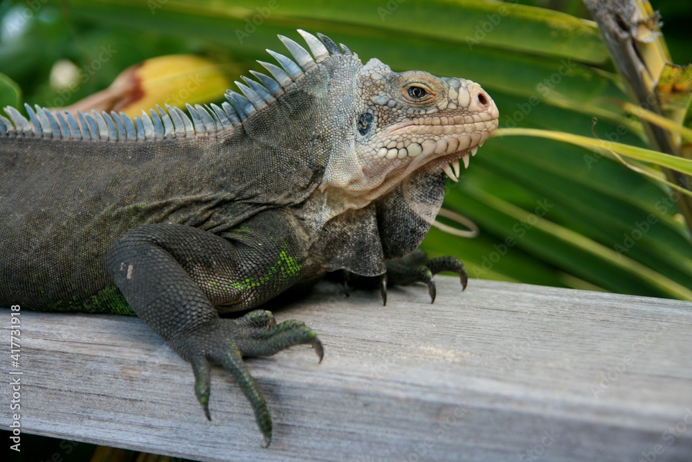Iguana portrait, St Barth, Caribbean Iguana portrait, St Barth, Caribbean